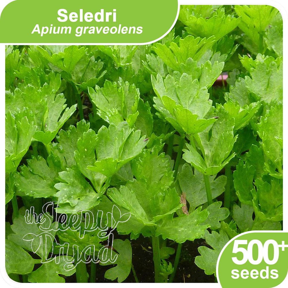 Benih Seledri - Celery Seed Diskon