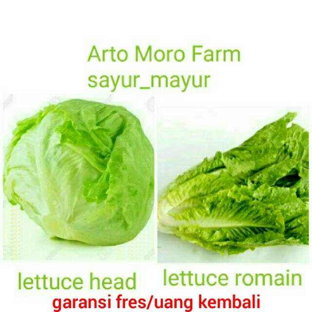 

Lettuce Head dan Lettuce Romain fress