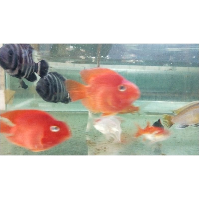 

ikan red perrot tail