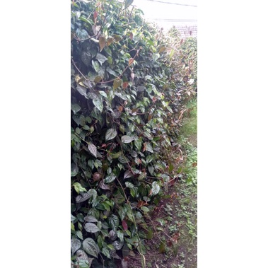 

Daun sirih merah segar