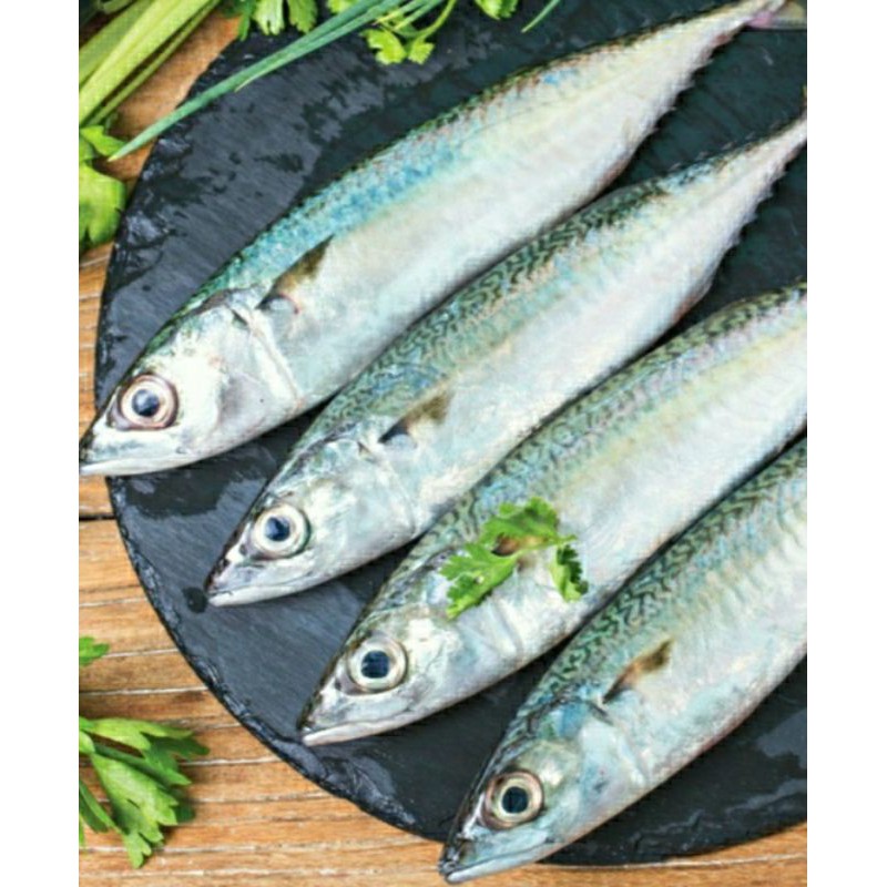 

Ikan Salem PREMIUM IMPORT segar beku dan bergaransi /pack