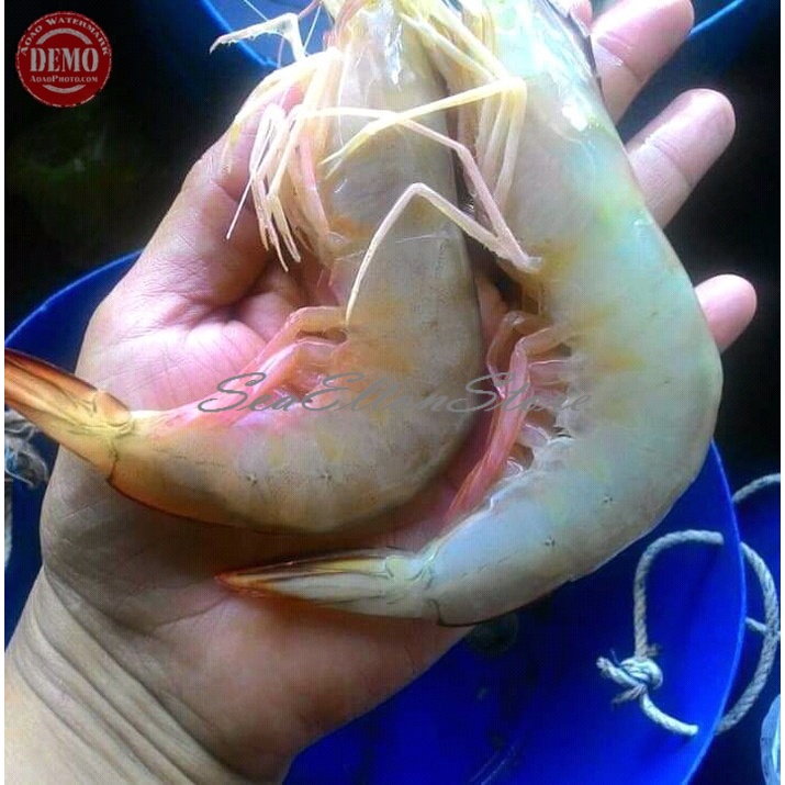 

Udang Segar Peci / Udang Luat Fresh Kualitas GARANSI SEGAR