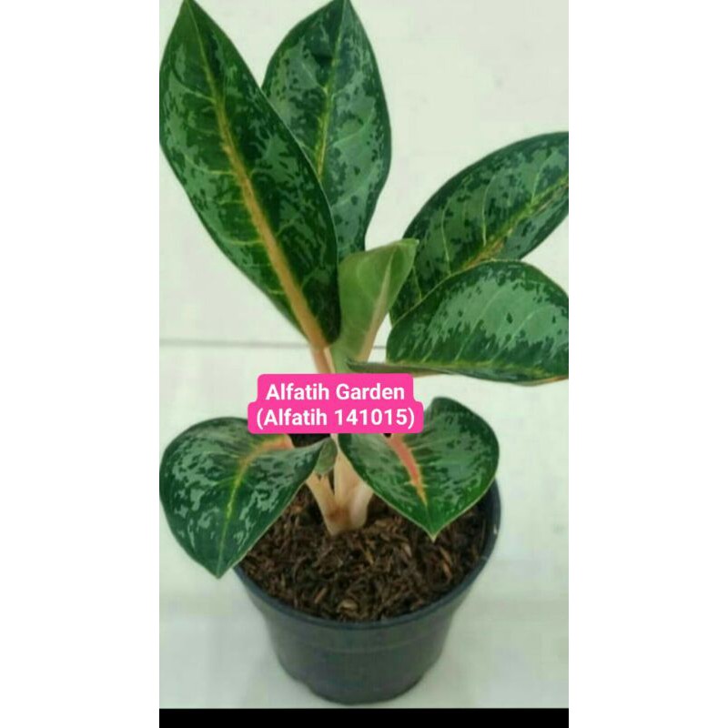 PROMO//Tanaman hias aglonema gajah mada-Bunga aglonema-Tanaman hias-Gajah mada-Aglonema gajah mada