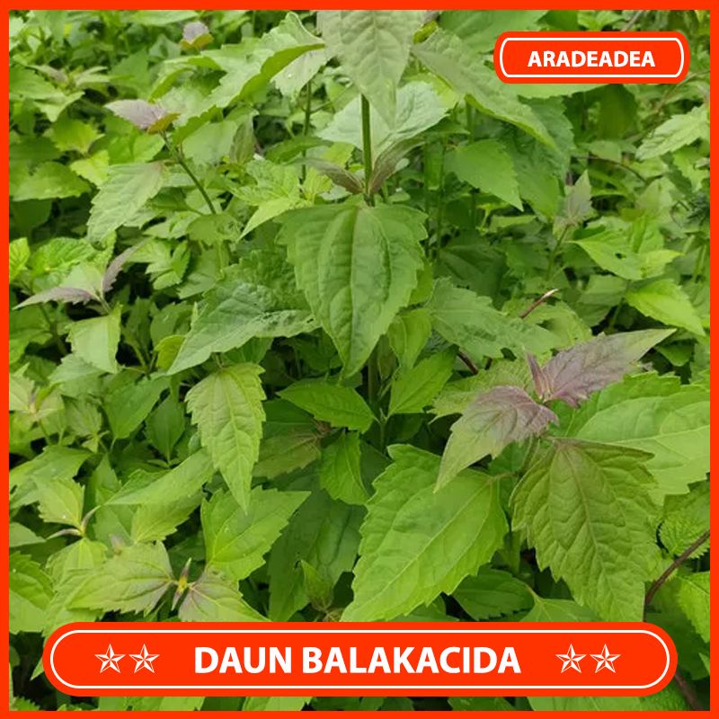 

Daun Balakacida Segar Obat Herbal 500 Gram