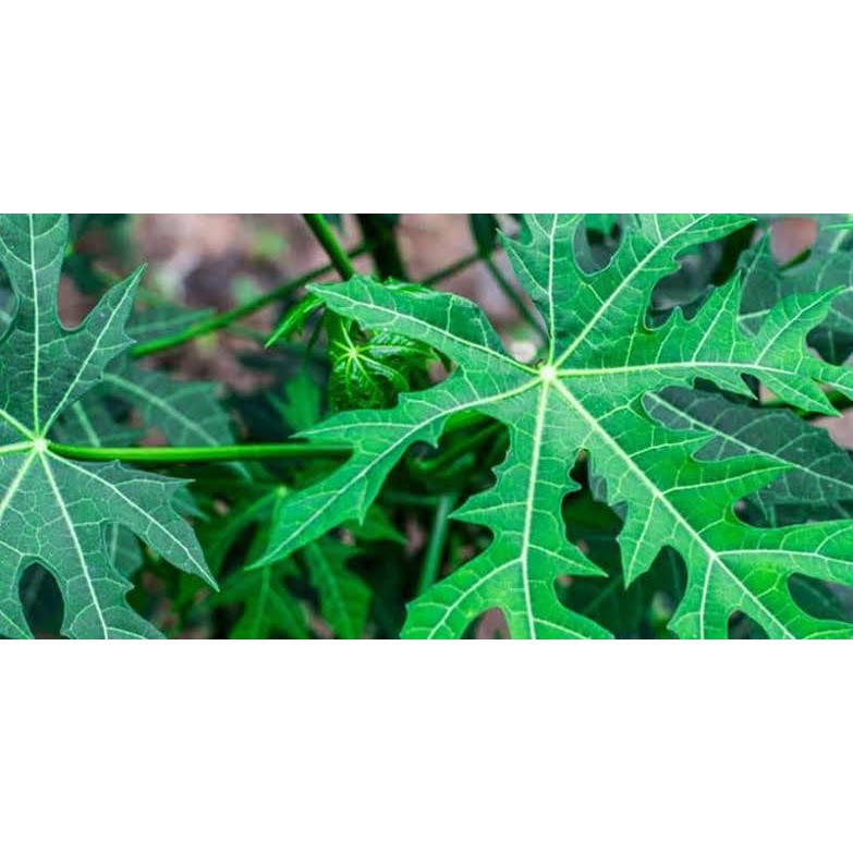 

Daun Chaya/obat anemia dan osteoporosis/100gram