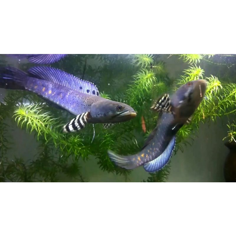 Blue Pulcra kekasih hati /size 10-15 cm original