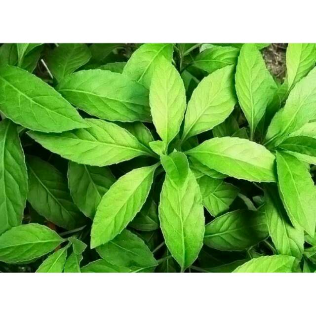 

Daun Sambung Nyawa ( dijamin aman dari pestisida )