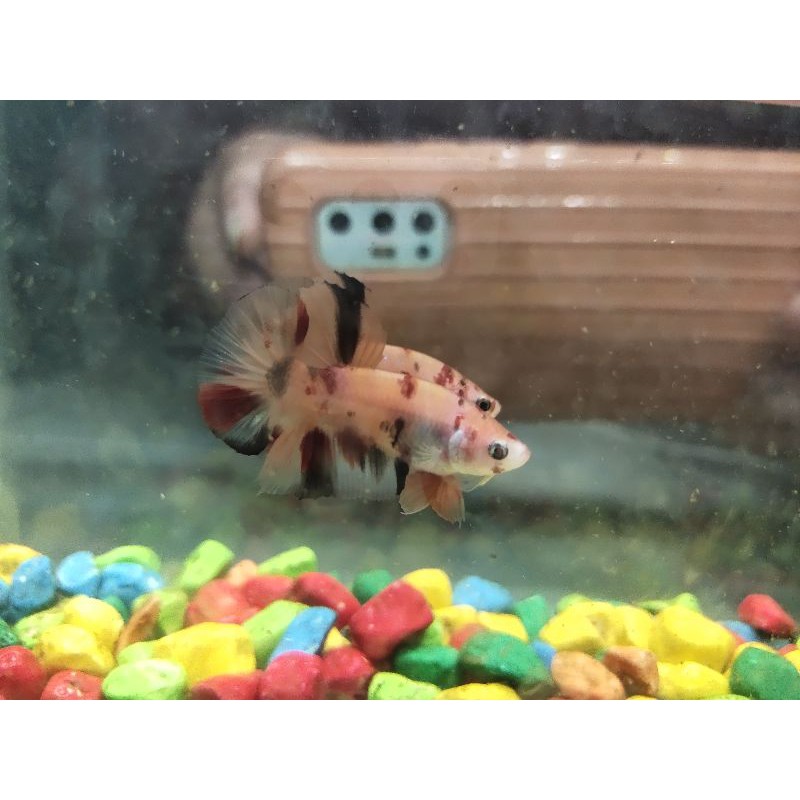 ikan cupang nemo classic / nemo klasik / nemo male / cupang nemo male female