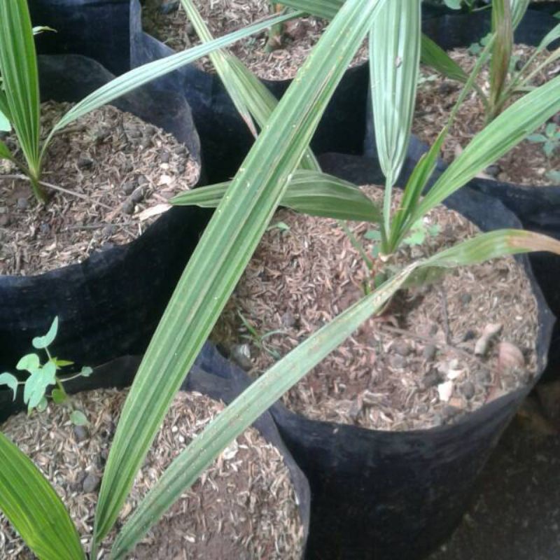 Jual bibit pohon kurma azwa - bibit kurma azwa