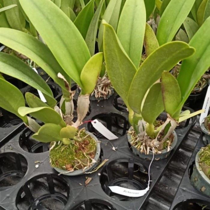 Pohon Anggrek Cattleya Dewasa Bunga Pink Muda Siap Spike