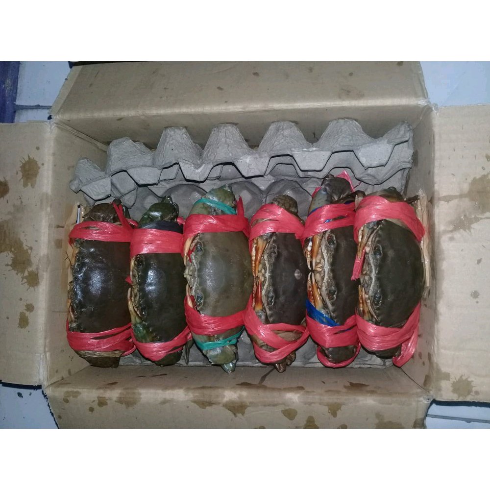 

kepiting bakau dari cirebon jual kondisi hidup dijamin tetap hidup Terbaik