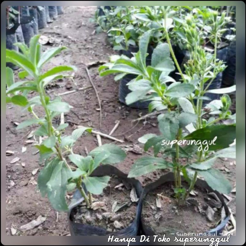 Bibit Stevia Si Daun Manis