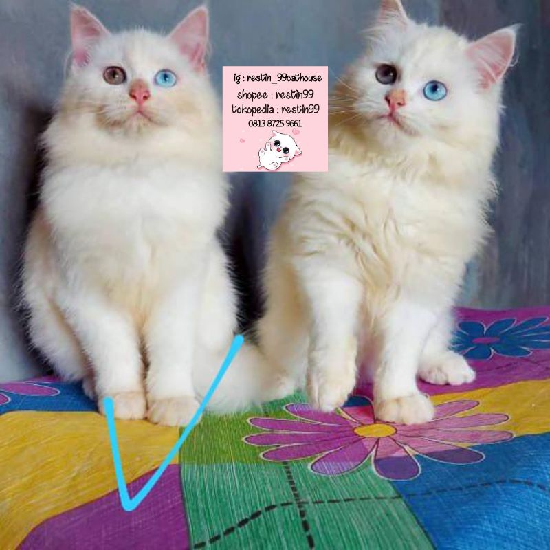 anak kucing kitten persia mix mainecoon Odd eye / restin99/( bukan )peaknose/Himalaya/ragdol
