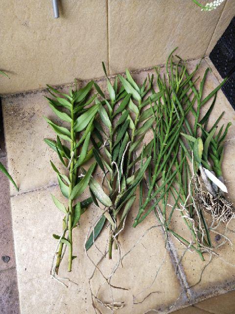 Anggrek Tanah Paket Hemat