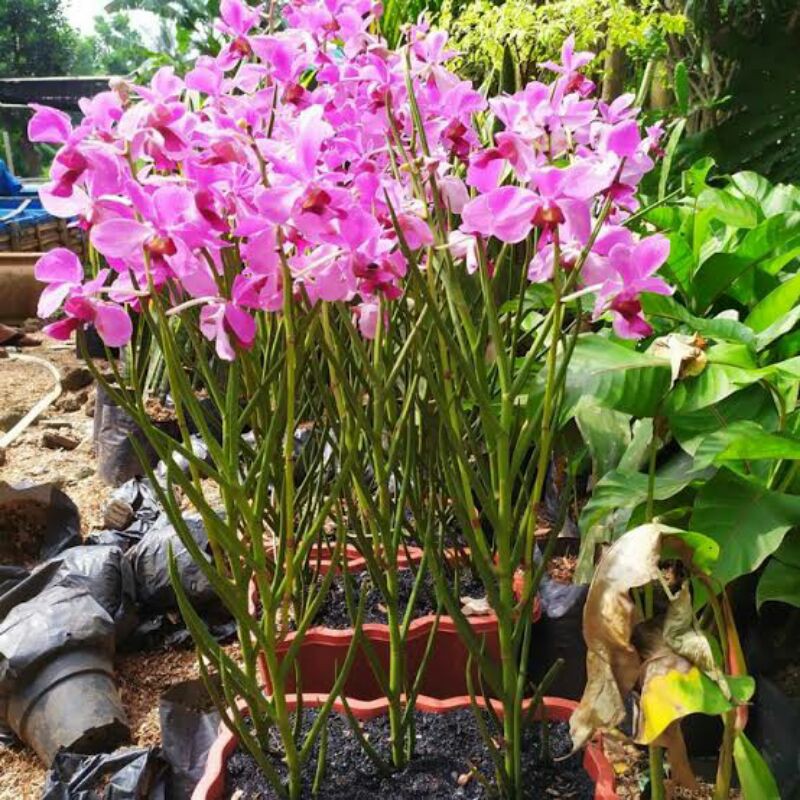 anggrek vanda douglas