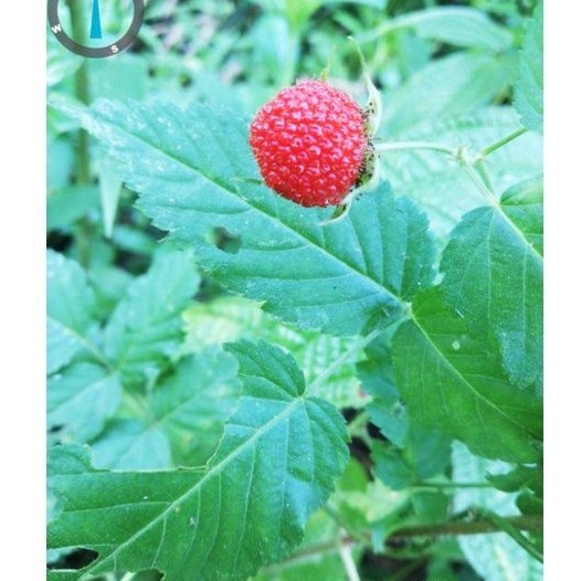 tanaman Arbei I strawberry