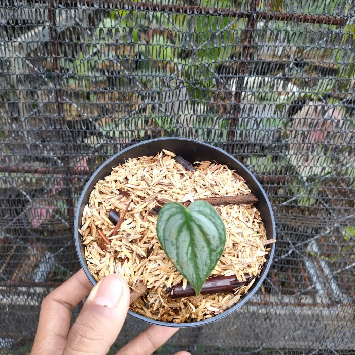 Philodendron brantianum 1 daun