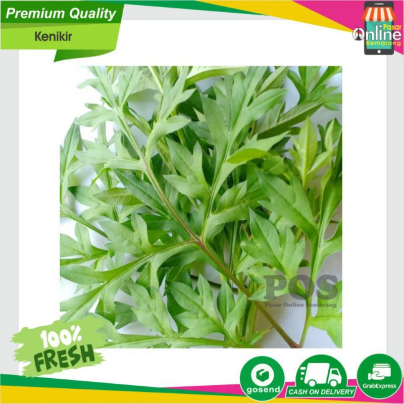 

Sayur Sayuran Kenikir / Cikra Cikri Segar / Fresh /Belanja Murah Semarang