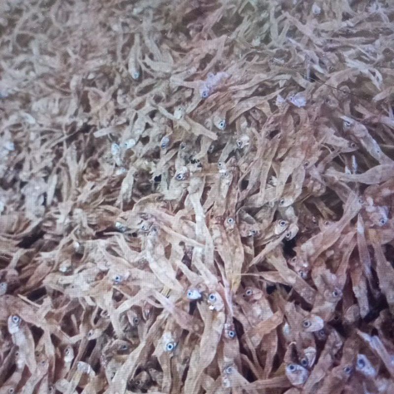 

ikan tri tawar bunga