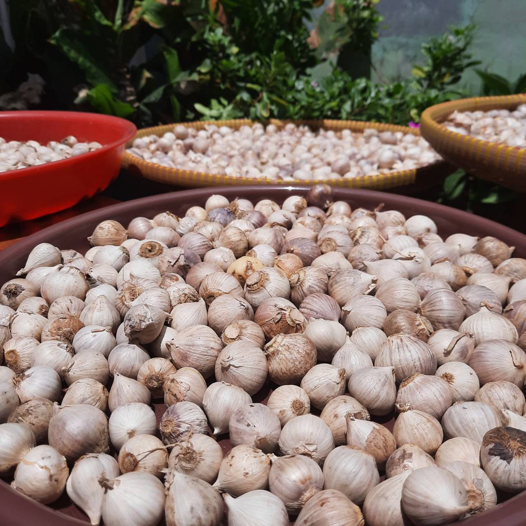 

Bawang Putih Tunggal Lanang Impor Besar Super 1kg