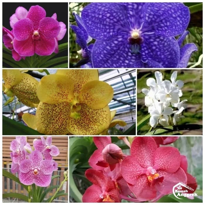 Seedling Anggrek Vanda Hybrid Bibit Hibrida