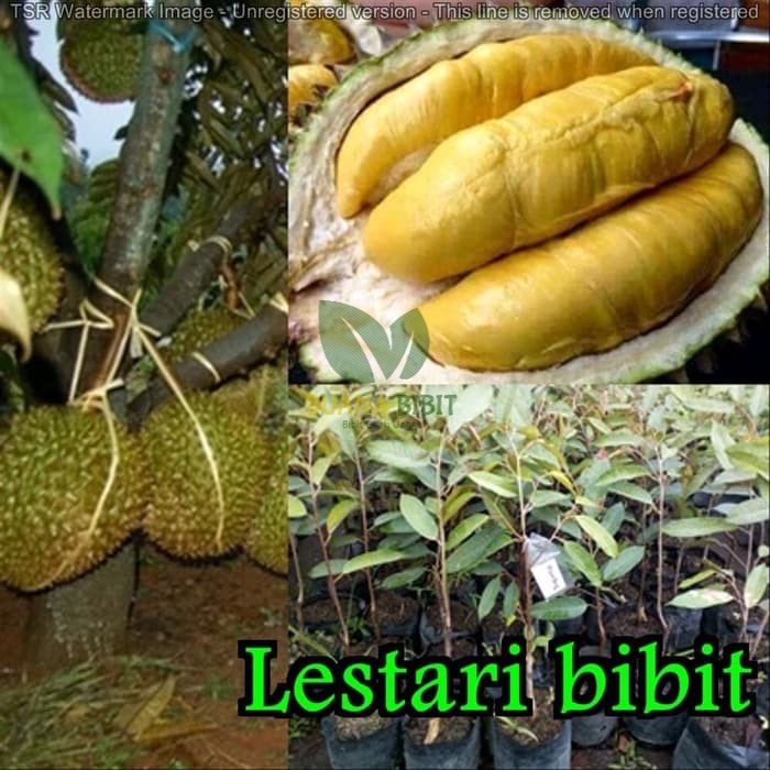 Bibit Durian Montong thailand (ORIGINAL)