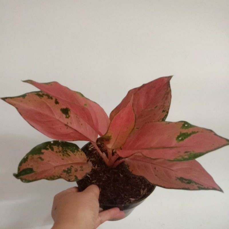 aglonema kochin brown