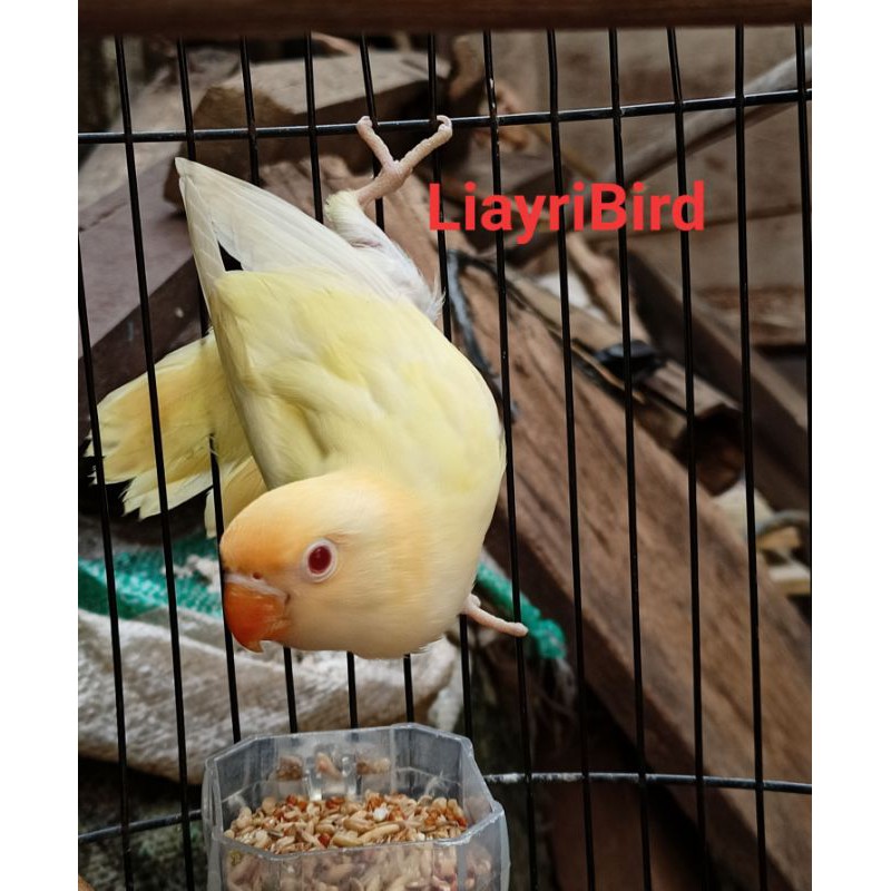 Burung Lovebird Biola Pb Cremino MM Mata Merah