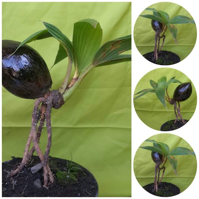 Bonsai kelapa minion