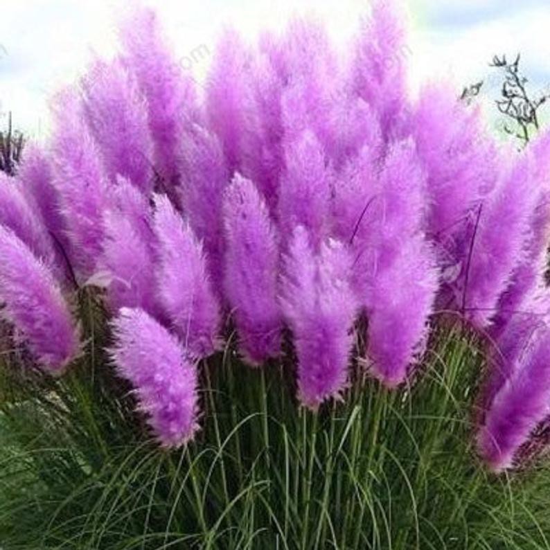 Jual Bibit Benih Biji Rumput Hias Ungu Purple Pampas Grass Cantik