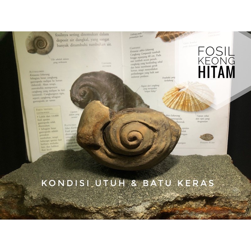 Fosil keong natural B94 atau Fosil kerang hitam atau Bongkahan batu fosil temuan