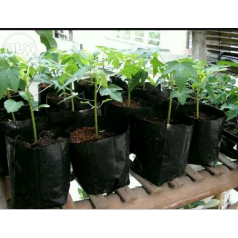 Tanaman Pepaya California,bibit pohon pepaya California