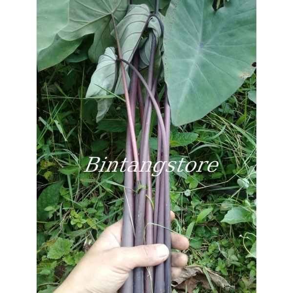 Jual daun talas hitam 20 lembar