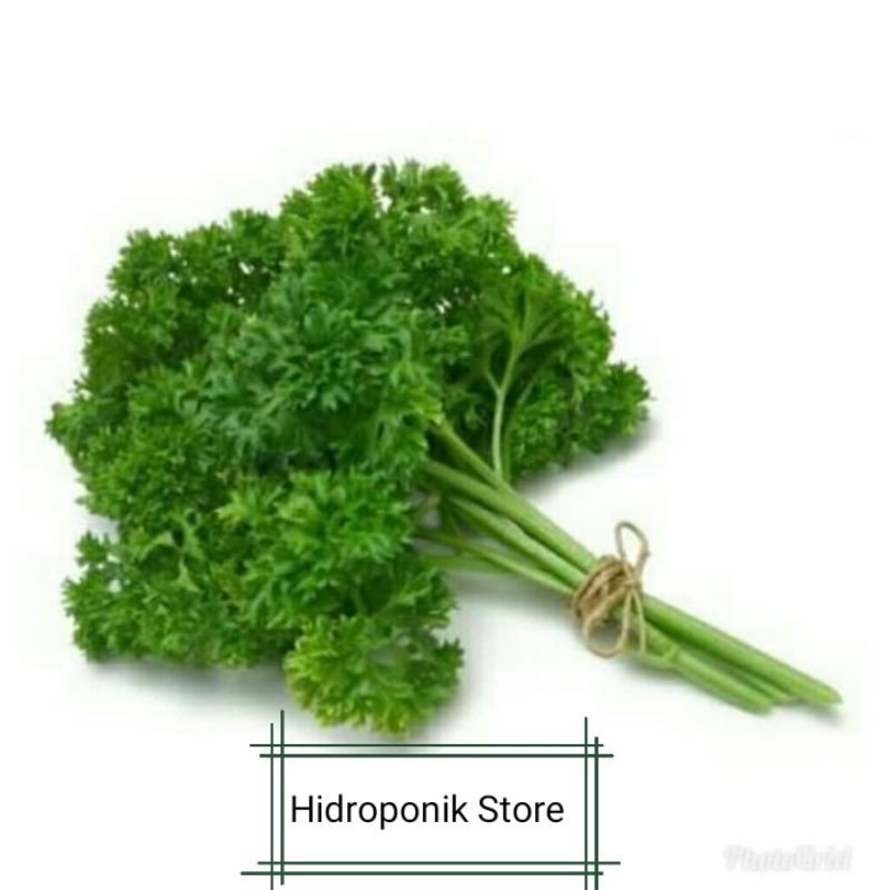 Benih Bibit Parsley Daun Ketumbar Shopee Indonesia