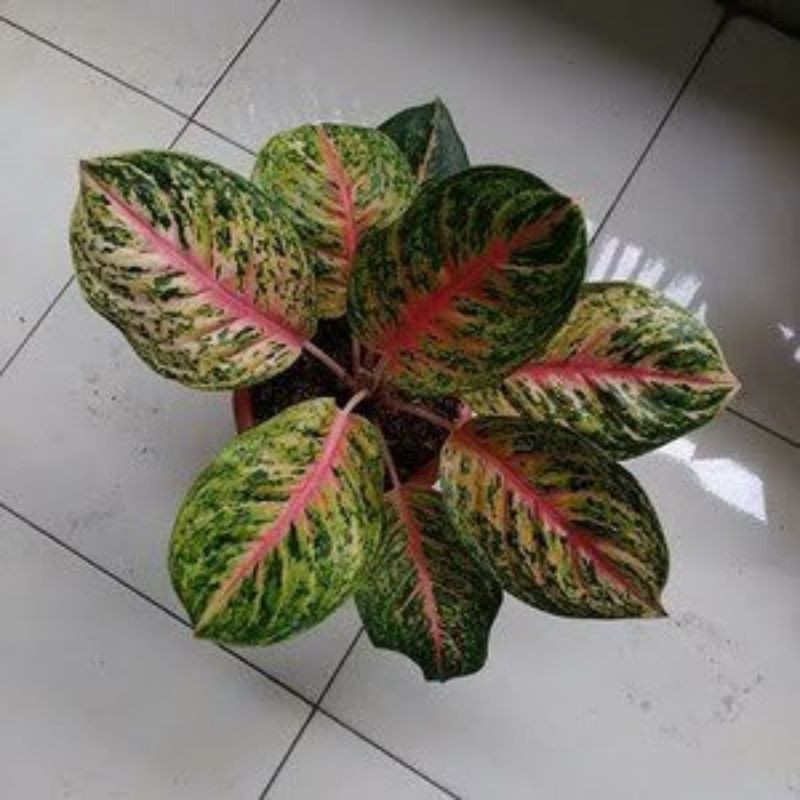 aglonema big papa baby