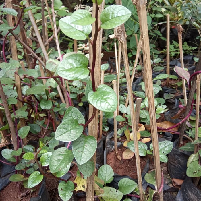 tanaman herbal binahong merah - tanaman herbal - binahong merah