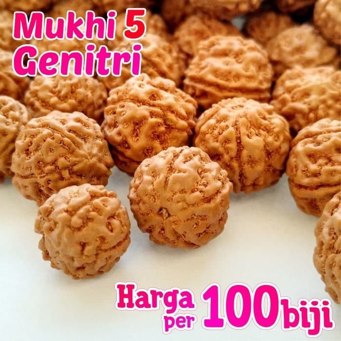 Genitri Jenitri Rudraksha Muki Mukhi 5 SOSO Blitar - 100 biji 13-17 mm