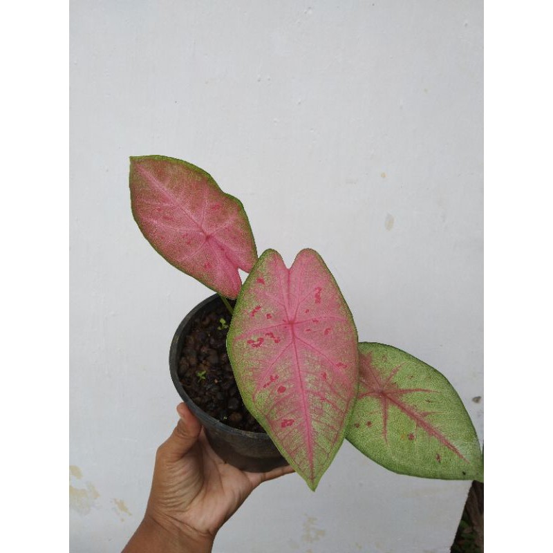 Keladi Sexy Pink