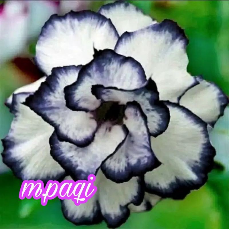 

PROMO BESAR!!KAMBOJA ADENIUM YERR VALENTINE BUNGA TUMPUK(BIBIT)
