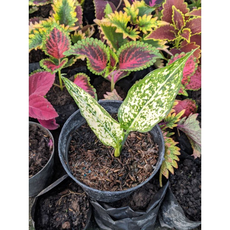 Anakan Aglonema Snow White Daun Dua Kecil