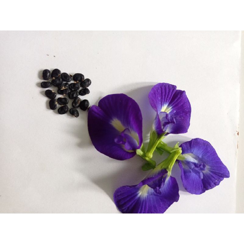 Benih bunga telang/bibit bunga telang/bibit kembang telang