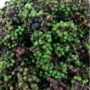 

Andaliman Hijau Fresh 1kg