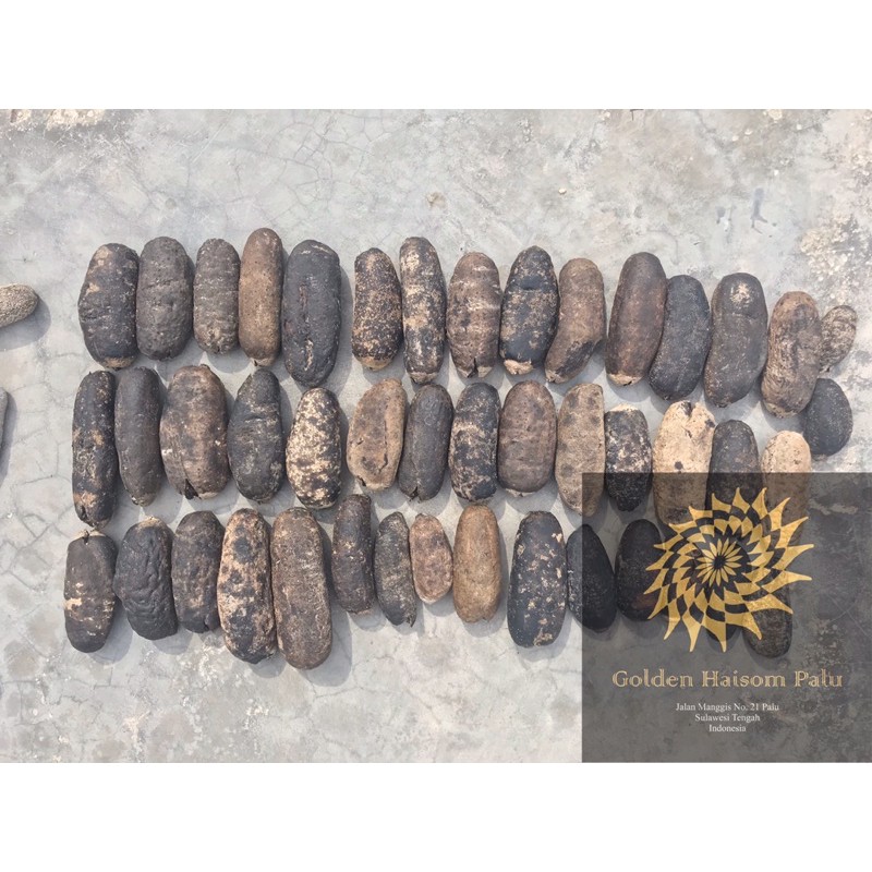 

TERIPANG KAPUK/LOTONG/STONE FISH