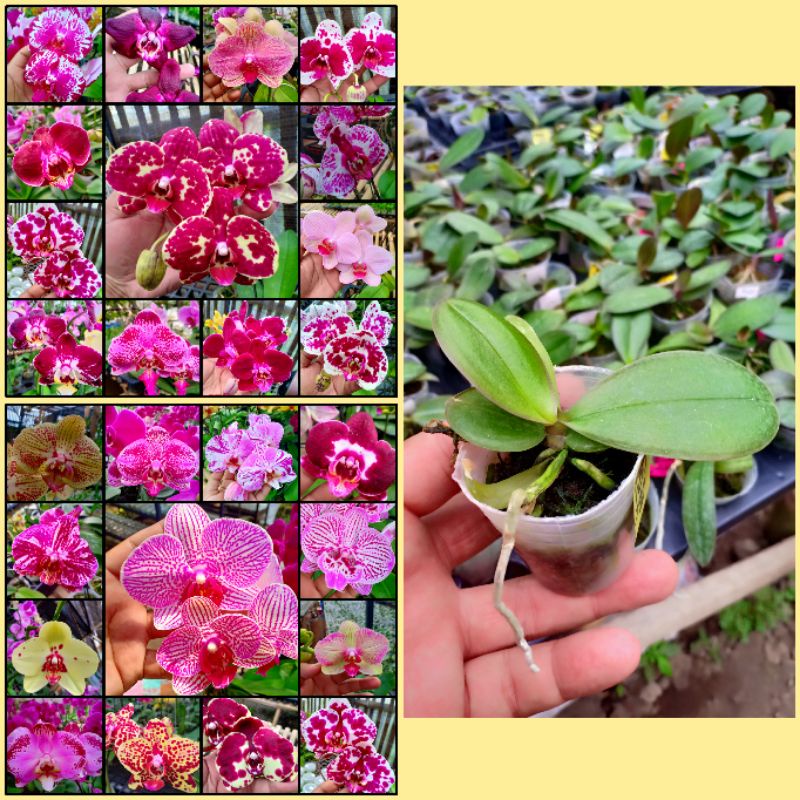 paket 10pc anggrek bulan SEEDLING