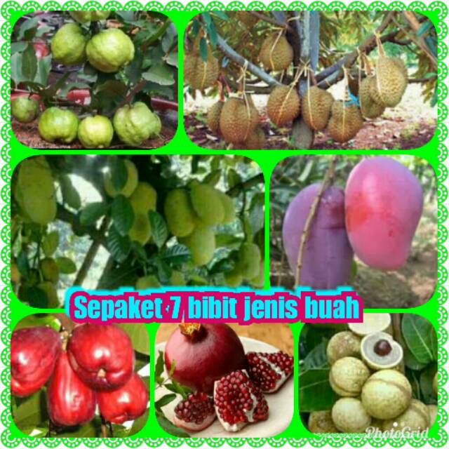 

Sepaket 7 jenis bibit buah