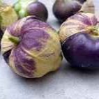 Cipluan Jumbo ll Ungu