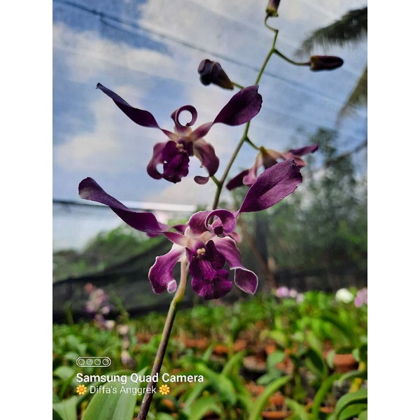 Anggrek Dendrobium Blue Spin
