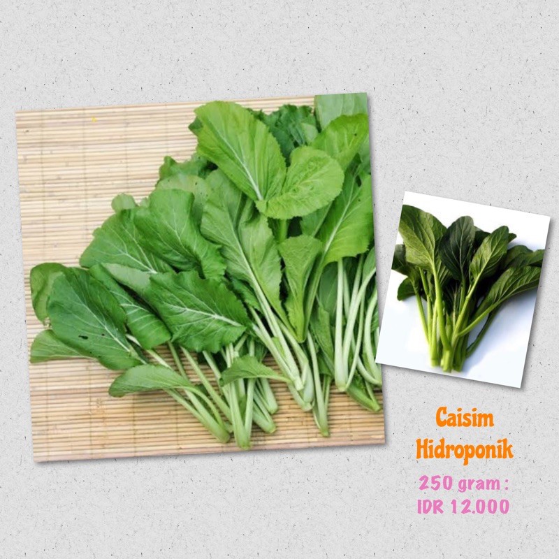 

Caisim Hidroponik