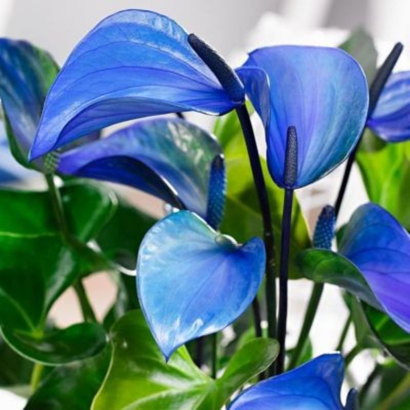 TANAMAN HIAS ANTHURIUM MICKEY MOUSE LIGHT BLUE