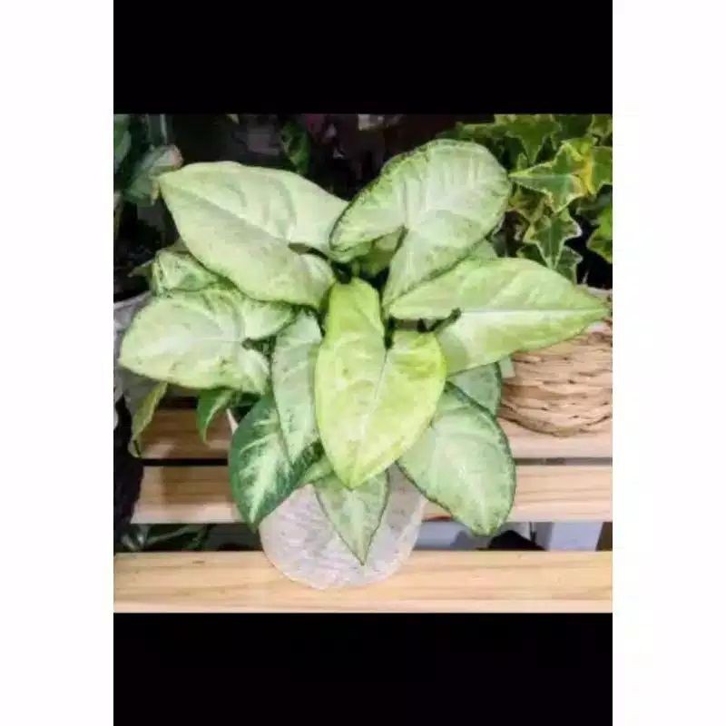 

Syngonium Susu